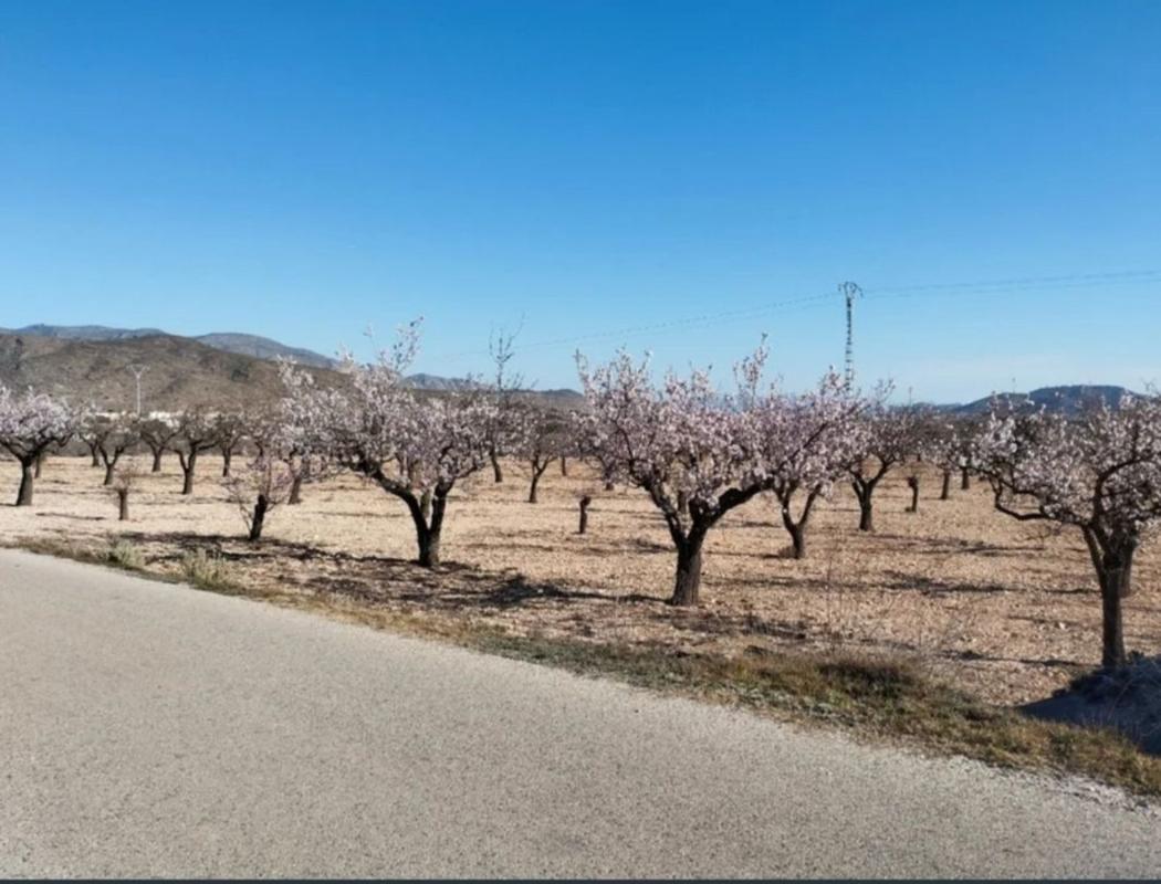 Land for sale in Hondón de los Frailes, Alicante photo 5