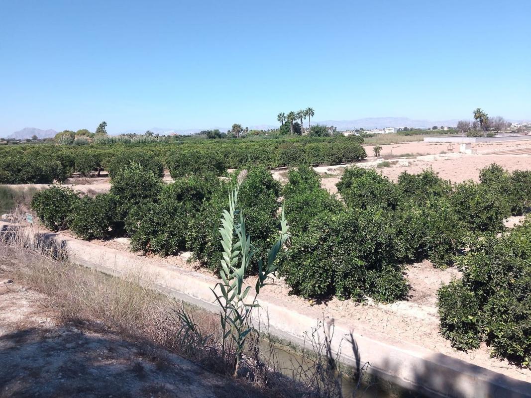 Działka na sprzedaż w Guardamar del Segura, Alicante photo 2