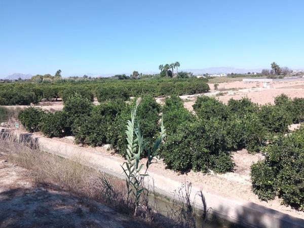 Terreno en Cv-920 s/n, Puerto Deportivo, Guardamar del Segura photo 2