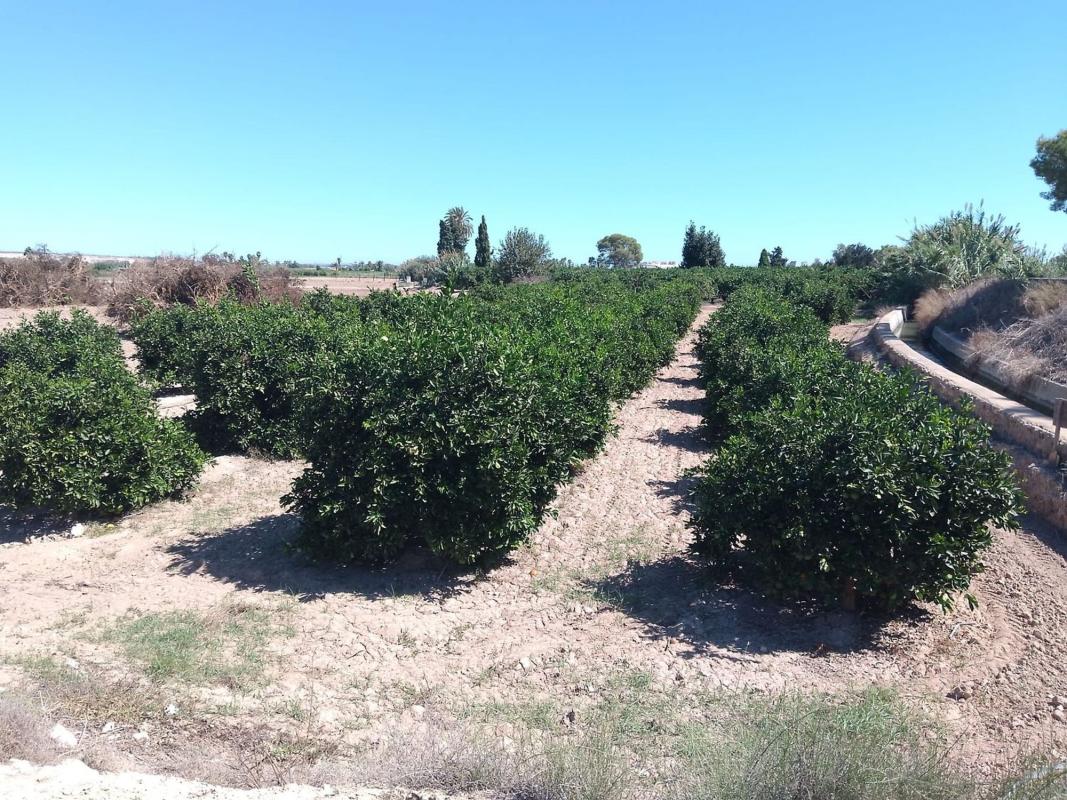 Działka na sprzedaż w Guardamar del Segura, Alicante photo 4