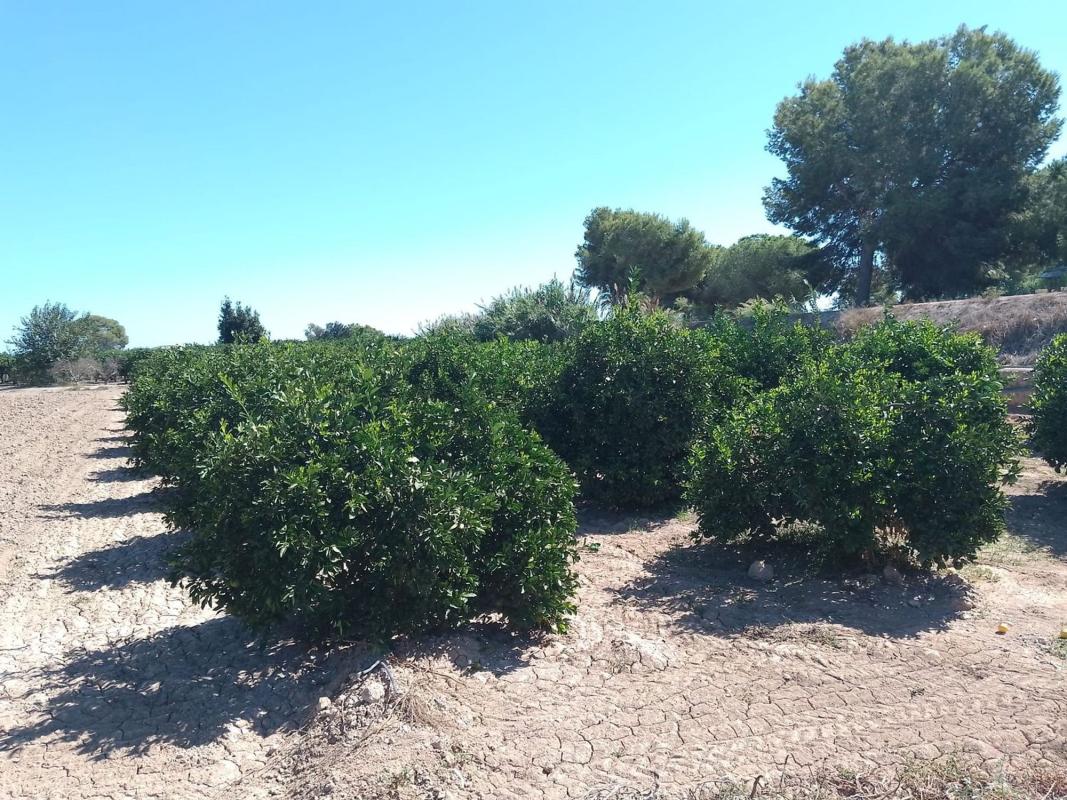 Działka na sprzedaż w Guardamar del Segura, Alicante photo 5