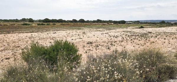 Terreno en Valverde, Elche / Elx photo 4