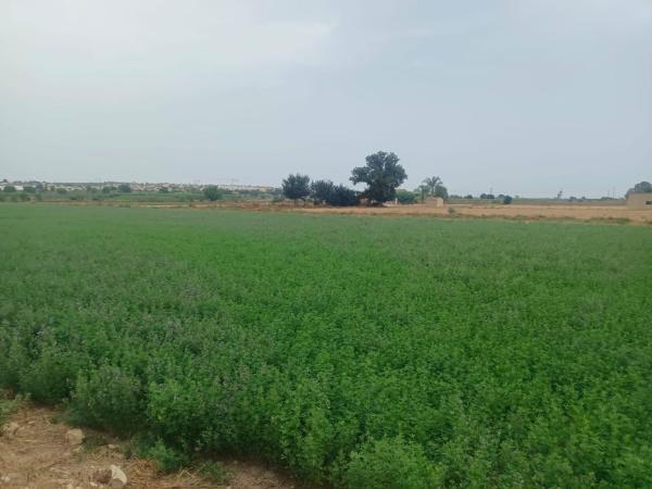 Terreno en Cv-859, 14, San Fulgencio photo 1