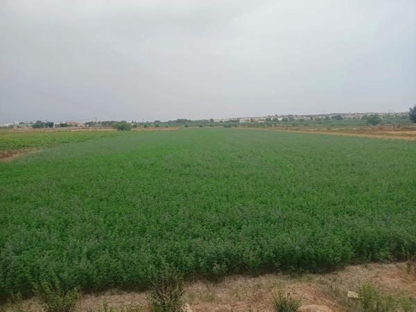 Terreno en Cv-859, 14, San Fulgencio photo 2