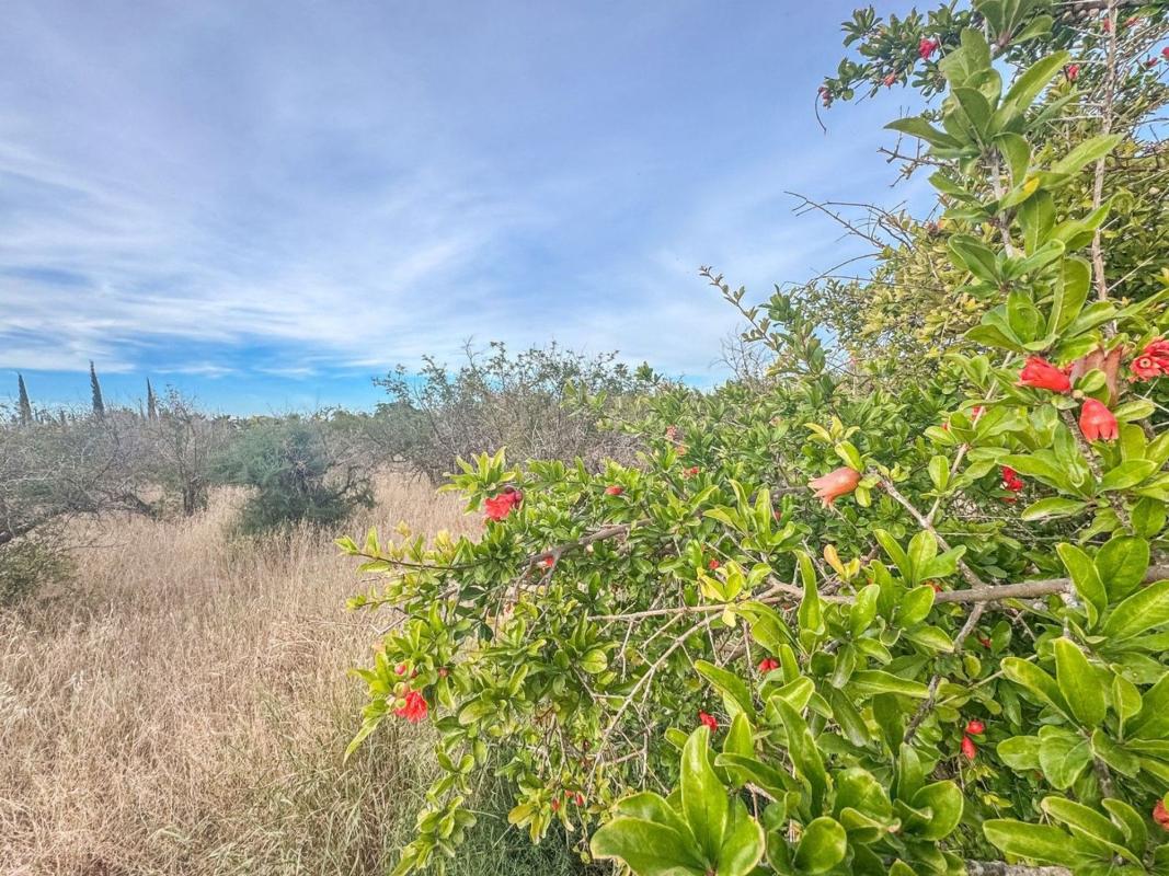 Land for sale in Elche / Elx, Alicante photo 3