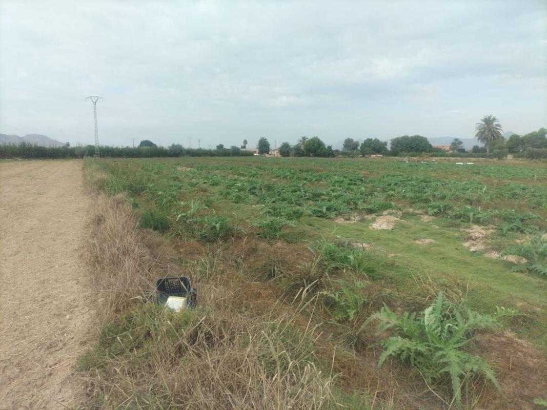 Terreno en venta en Granja de Rocamora, Alicante photo 5
