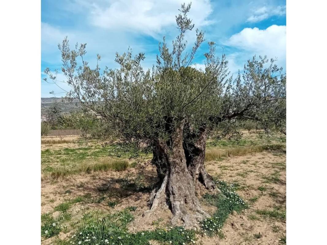 Land for sale in Ibi, Alicante photo 4