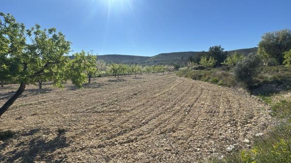 Terreno en Camino del Diputat, 207, Jubalcoi-Saladas, Elche / Elx thumbnail 2