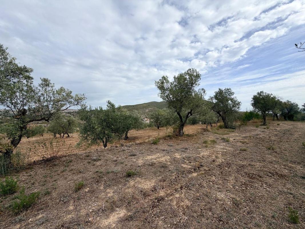 Land for sale in Facheca, Alicante photo 3