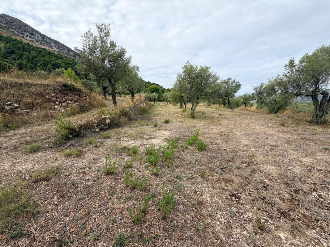 Land for sale in Facheca, Alicante photo 4