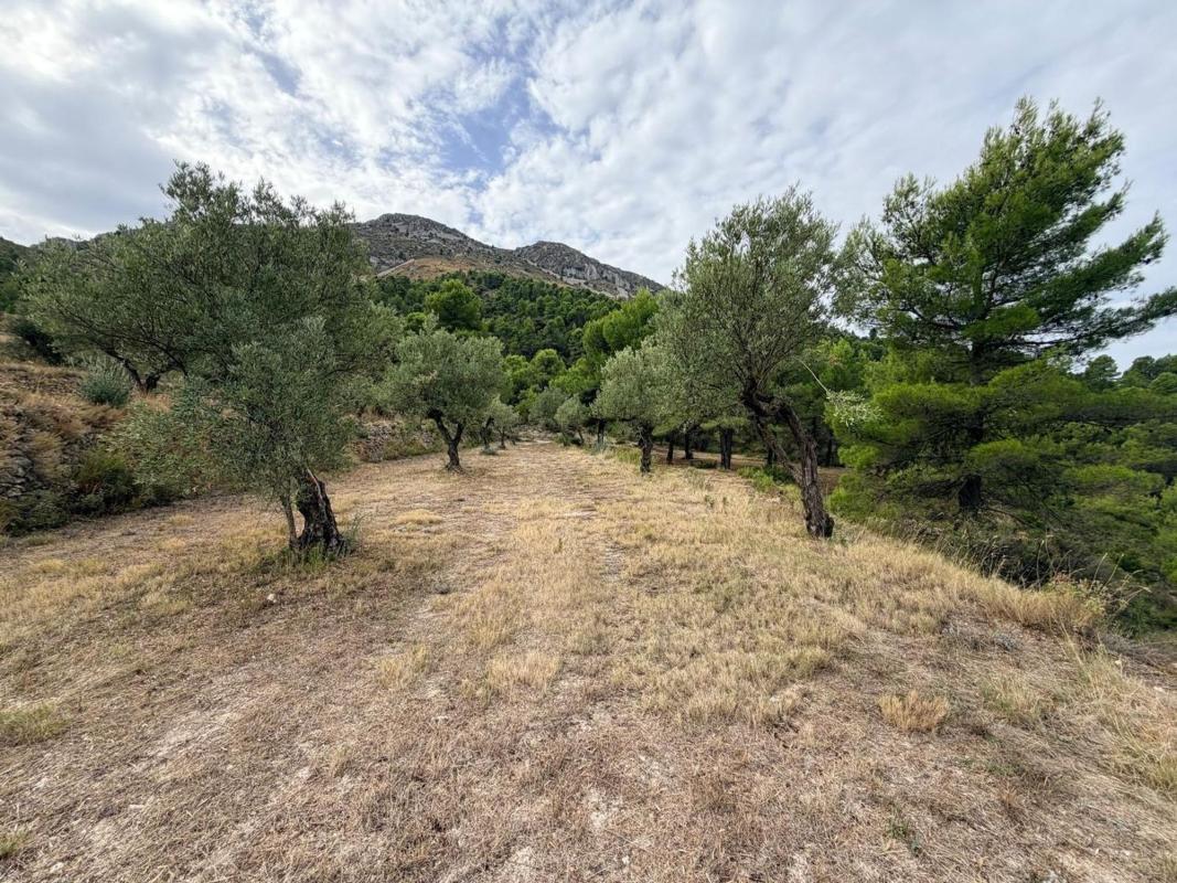 Land for sale in Facheca, Alicante photo 5