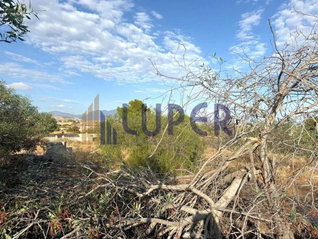 Sale of rural property in Finca rústica en Villamontes-Boqueres, San Vicente del Raspeig , San Vicente del Raspeig photo 3