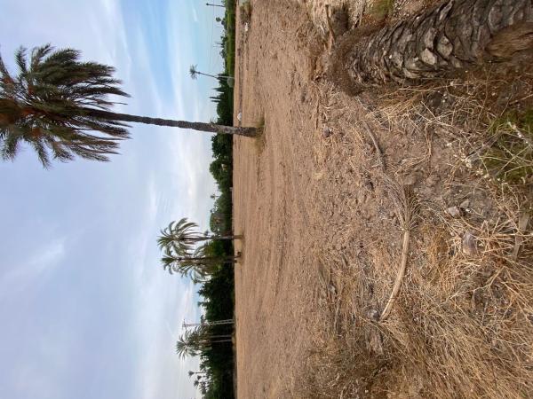Terreno en Camino del Corretger, km 1, Alzabares, Elche / Elx photo 1