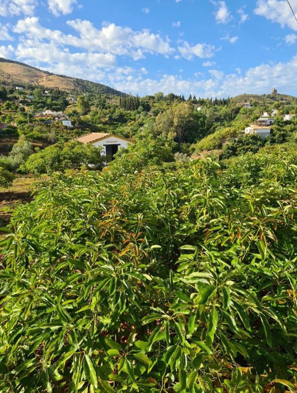 Sprzedaż działki rolnej w  Finca rústica en Lugar Urique, 131, Las Lomas - Las Torres - Terrazas de Alhaurín, Alhaurín el Grande , Alhaurín el Grande photo 5