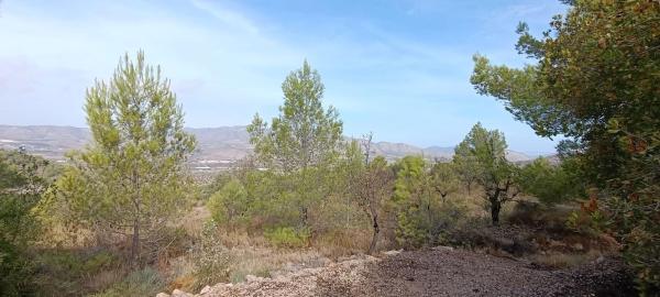 Finca rustykalna na sprzedaż w Finca rústica en Hondón de las Nieves , Hondón de las Nieves thumbnail 3