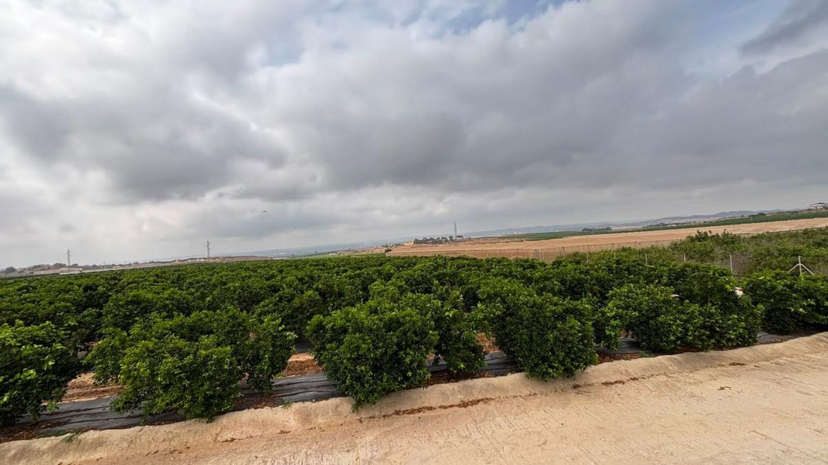 Terreno en venta en Los Montesinos, Alicante photo 2