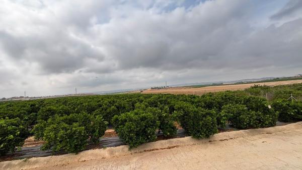 Terreno en Partida Pino, 12 e, Los Montesinos thumbnail 2