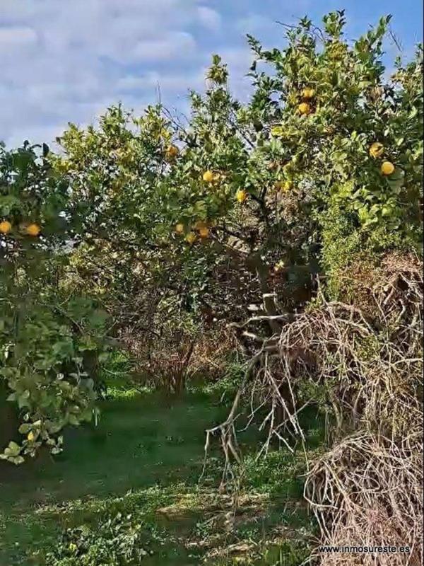 Terreno en venta en Orihuela, Alicante photo 1