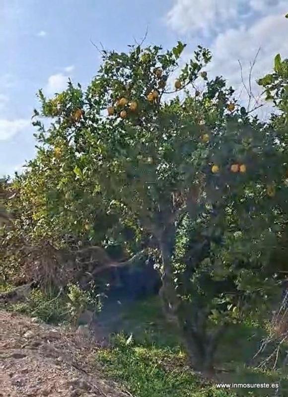 Terreno en venta en Orihuela, Alicante photo 5