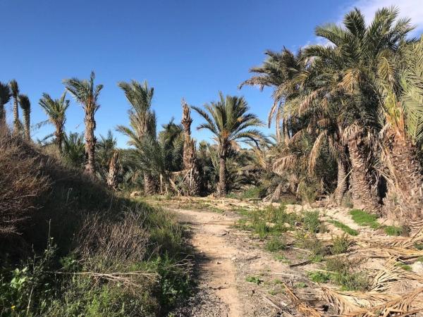 Terreno en La Galia-Bonavista, Elche / Elx photo 2