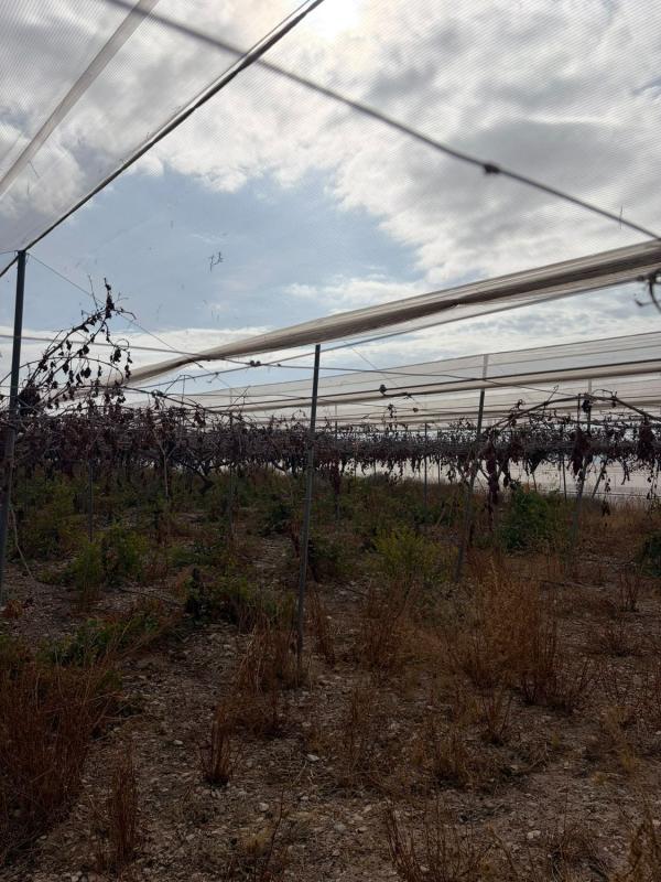 Terreno en venta en Agost, Alicante photo 5