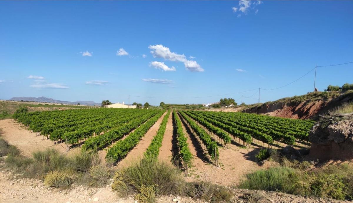 Terreno en venta en Novelda, Alicante photo 2