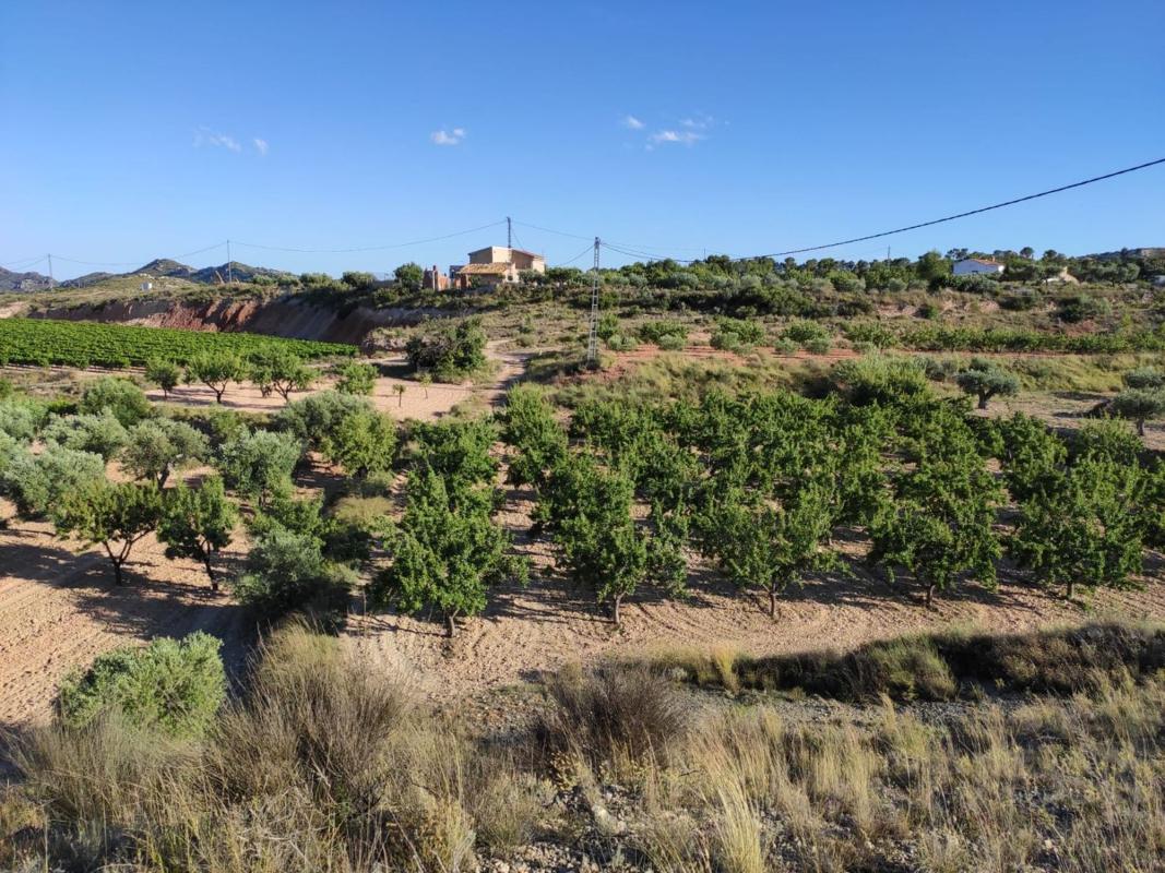 Terreno en venta en Novelda, Alicante photo 3
