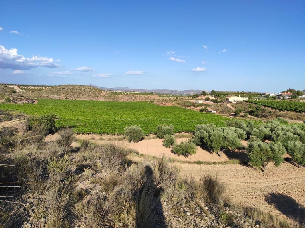 Terreno en venta en Novelda, Alicante photo 4