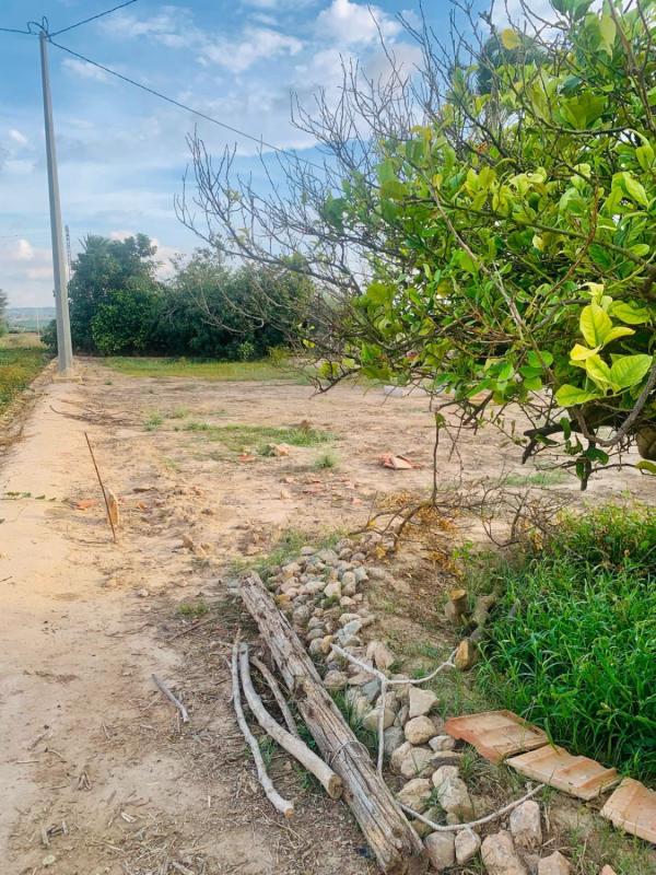 Sale of rural property in Finca rústica en Montepinar-La Aparecida-Raiguero, Orihuela , Orihuela photo 3