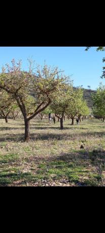 Terreno en Monovar, 6, Monovar thumbnail 2