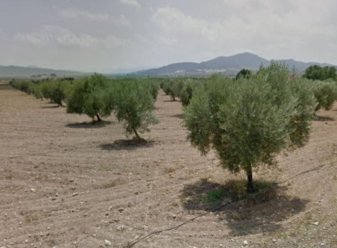 Działka na sprzedaż w Salinas, Alicante photo 1