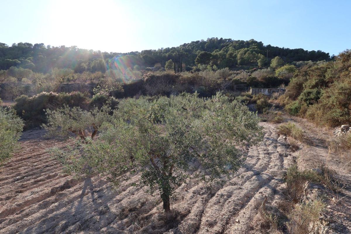Land for sale in Tibi, Alicante photo 4