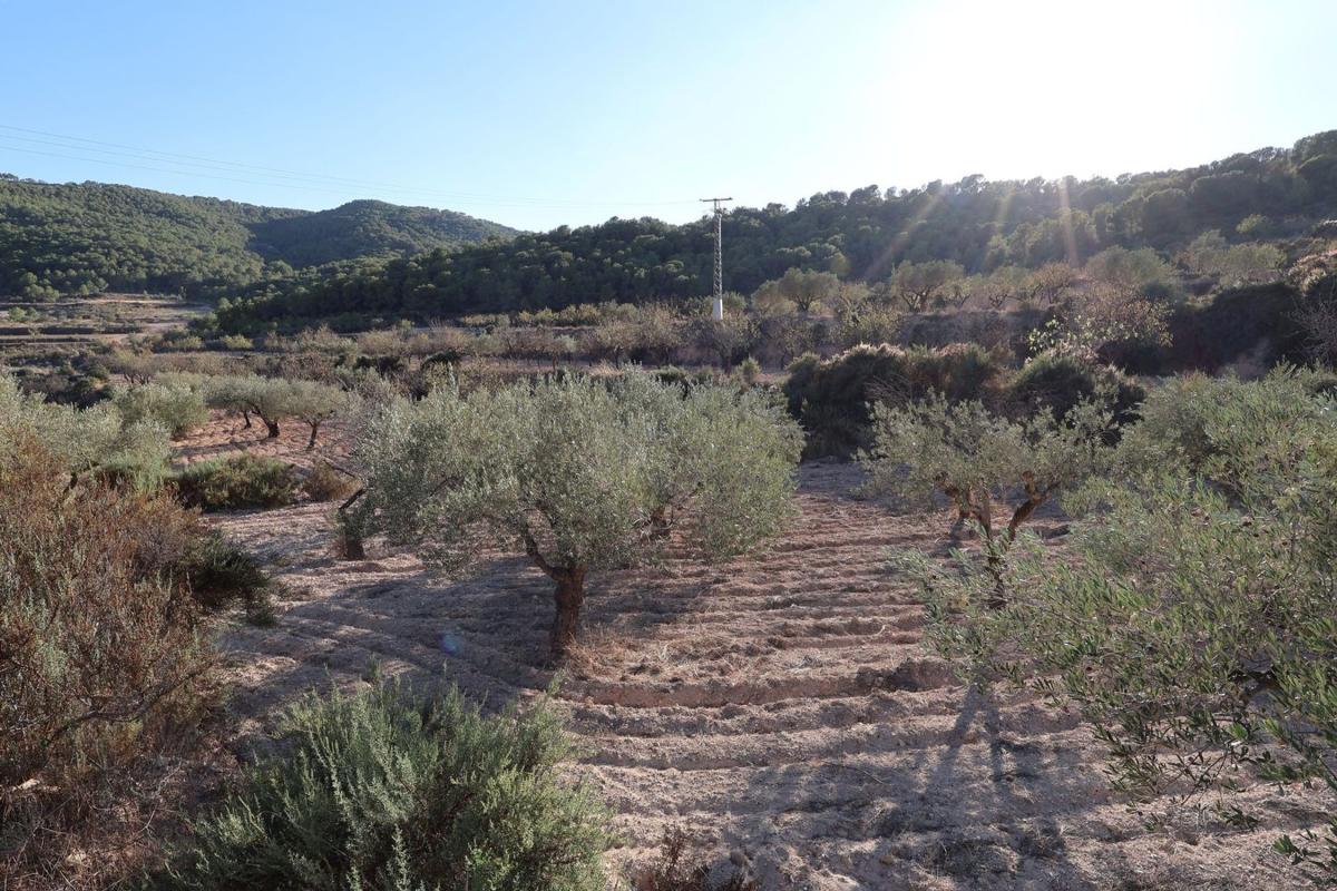 Land for sale in Tibi, Alicante photo 5
