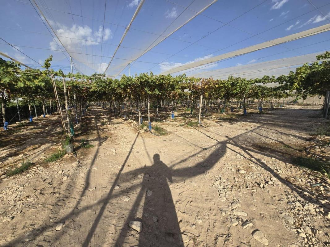 Venta de finca rústica en Finca rústica en Monforte del Cid , Monforte del Cid photo 1
