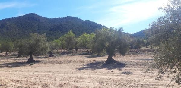 Terreno en Lugar Diseminados, km 5, Biar photo 1
